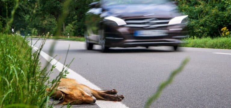 Mehrere Verletzte bei Zusammenstößen mit Wild