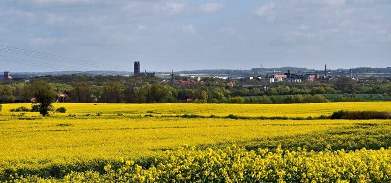 MV in Gelb – Raps laut Bauernverband wichtig für Betriebe