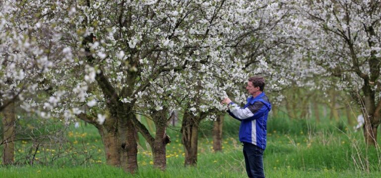 Besonders frühe Obstbaumblüte in MV: Angst vor Frost