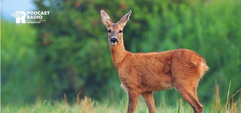 Achtung Wildwechsel!: Wildunfallsaison beginnt