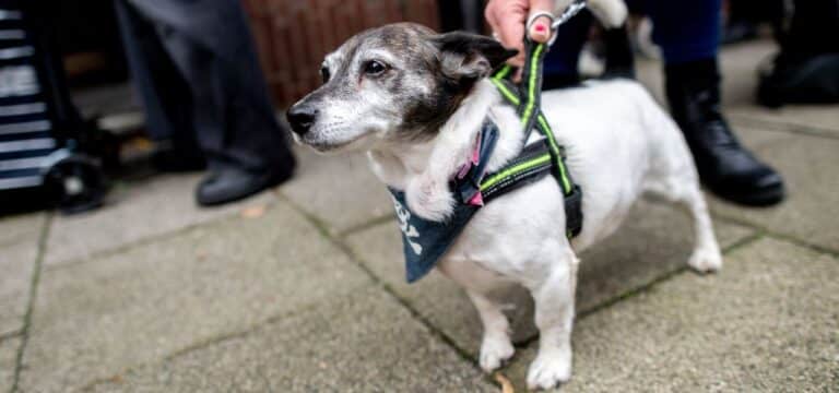Mann soll Hund von Balkon geworfen haben