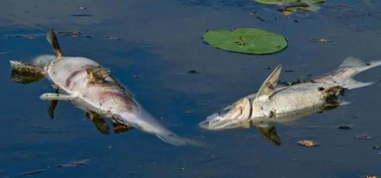 Tote Fische in Polen und Deutschland: Mehr Schutz gefordert