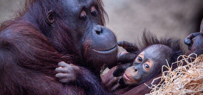 Eintritt frei für Kinder am Landeszootag – auch Politiker da