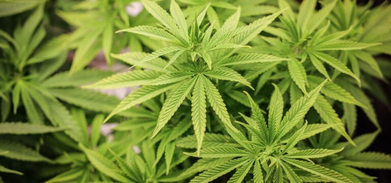 Ein Jahr Cannabis-Gesetz: Bisher drei Vereinigungen in MV