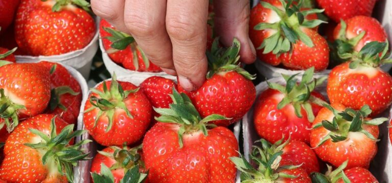 Weniger Erdbeeren durch schwankende Temperaturen