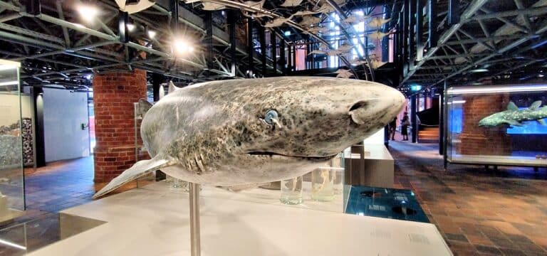 Meeresmuseum in Stralsund nach jahrelangem Umbau wieder geöffnet