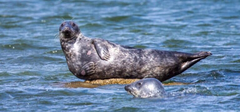 Wismar: (Kegel)Robben brauchen Ruhe – Appell an Strandurlauber