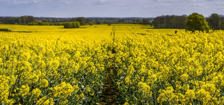 Bauern erwarten mittlere Getreideernte – Schädlinge im Raps