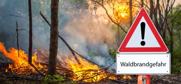 Kleiner Wald-Knigge: Verhaltensregeln für den Waldspaziergang