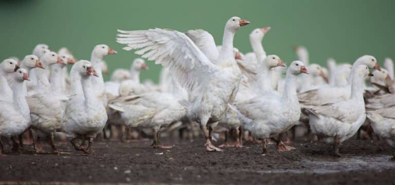 Vogelgrippe bei Enten und Gänsen im Landkreis Rostock