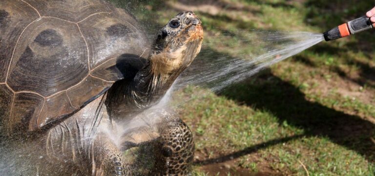 Dusche für Galapagos-Riesenschildkröten im Rostocker Zoo