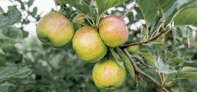 Apfelernte beginnt früher – Menge wie in Vorjahren erwartet