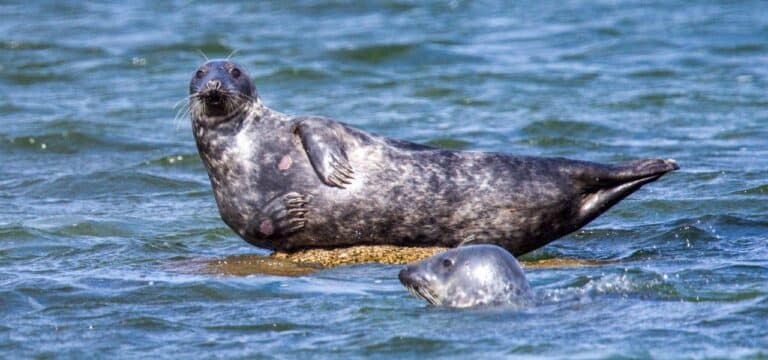 Umweltschützer fordern Naturschutzgebiet für Robben-Sandbank