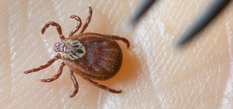 Bisher 185 Borreliose-Infektionen in diesem Jahr in MV