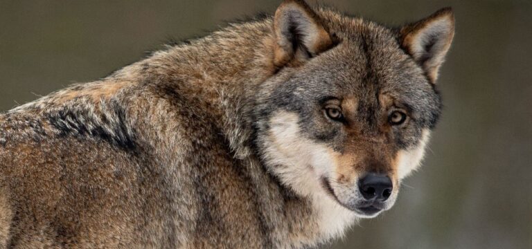 Backhaus für Regulierung des Wolfsbestandes – 18 Rudel in MV
