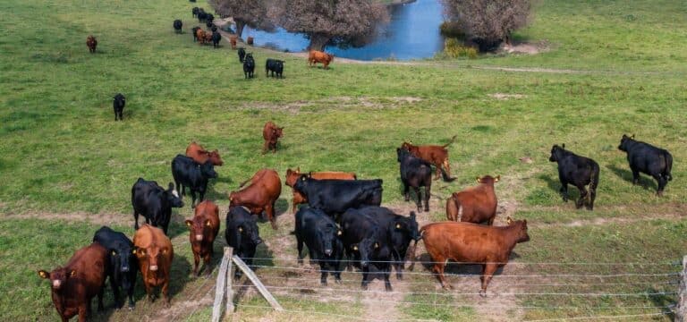 Tausende Menschen besuchen Bio-Landpartie