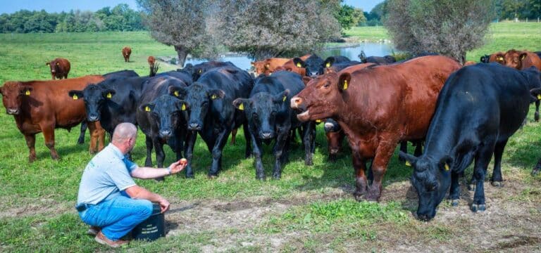 Feiern nach der Ernte: Bio-Landpartie und Wildtage