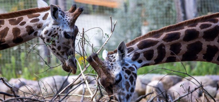 Kränkliches Giraffenbaby im Schweriner Zoo eingeschläfert