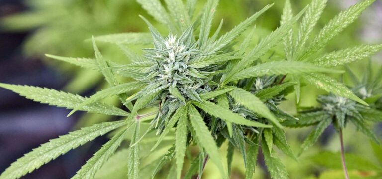 Zweite Cannabis-Anbauvereinigung in MV erhält Genehmigung