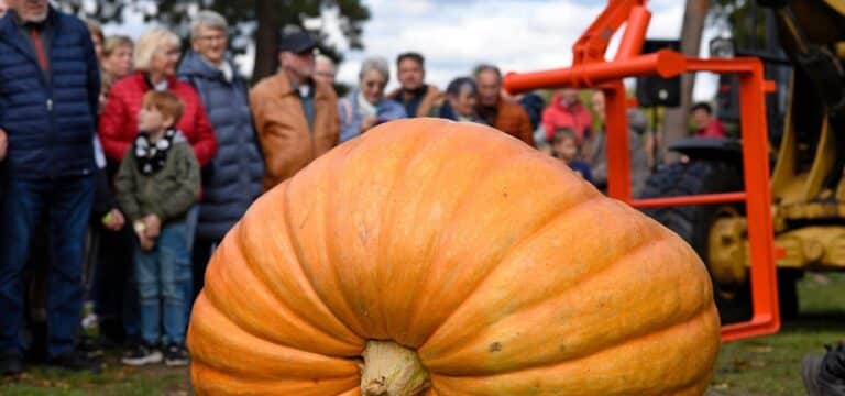Halloween-Gemüse auf mehr Fläche – Kürbisanbau legt zu