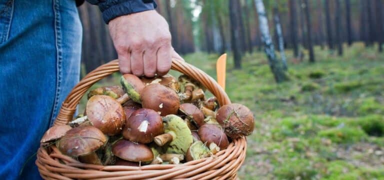 Schon mehr als 200 Fälle wegen Verdachts auf Pilz-Vergiftung
