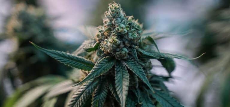 Positionspapier zur Wahl: Ärztekammer fordert Rücknahme von Cannabis-Legalisierung