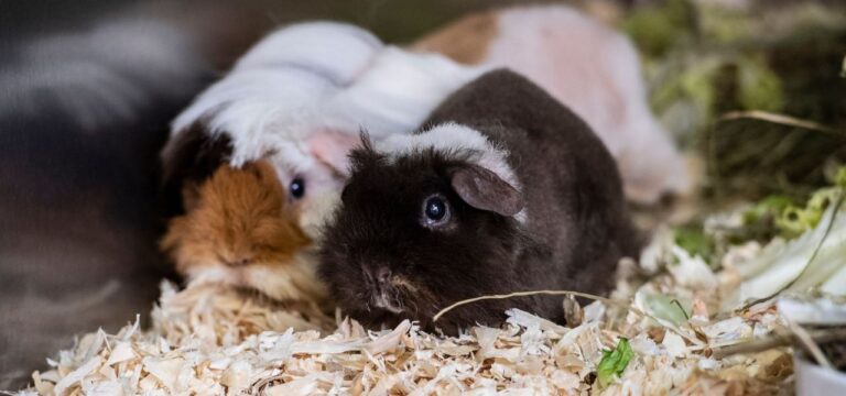 Nach Einbruch in Zoo: Polizei findet mutmaßliche Tierdiebe