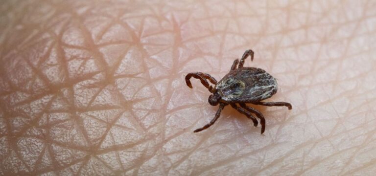 Erste FSME-Fälle im Winter: Die Zecken-Saison hat schon begonnen