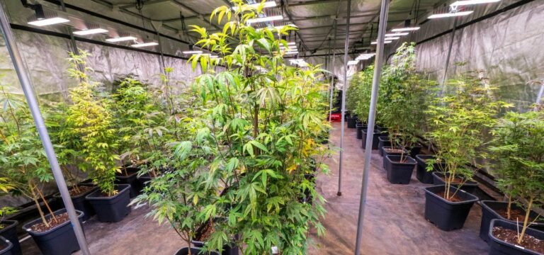 Reform oder Rückabwicklung: Union will das Cannabisgesetz aufbohren