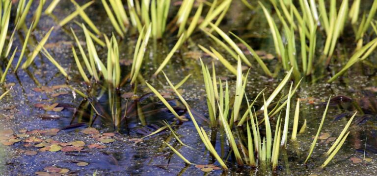 Mann versinkt im Moor und wird von Feuerwehr gerettet