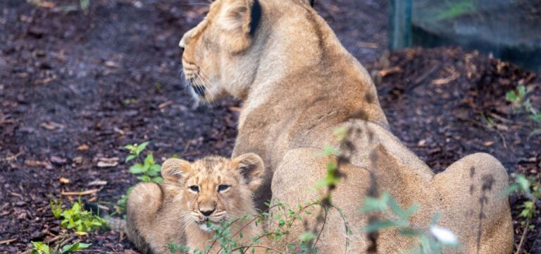 Spendenaktion brachte 100.000 Euro für Schweriner Zoo