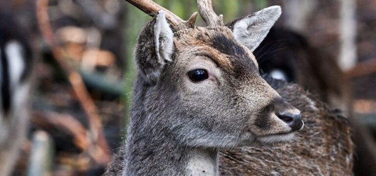 Polizei befreit einen Hirsch aus einem Wildzaun