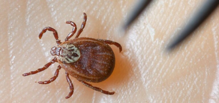 Tückische Krankheiten: Zecken führen zu Tausenden Erkrankten und einigen Toten