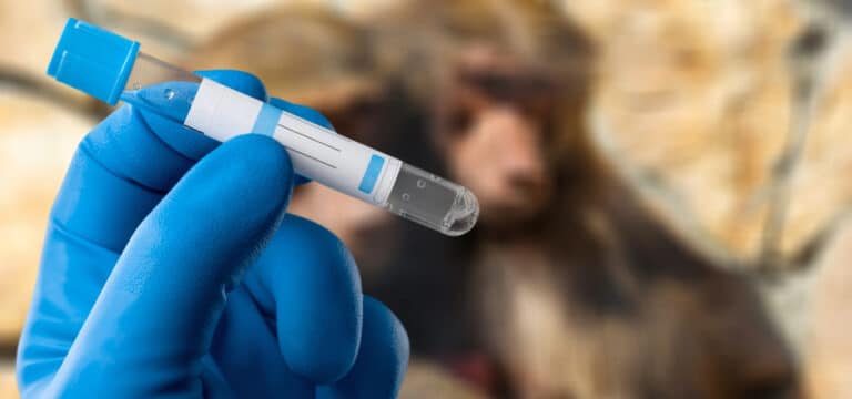 Erster Fall von Mpox (Affenpocken) im Landkreis Nordwestmecklenburg nachgewiesen