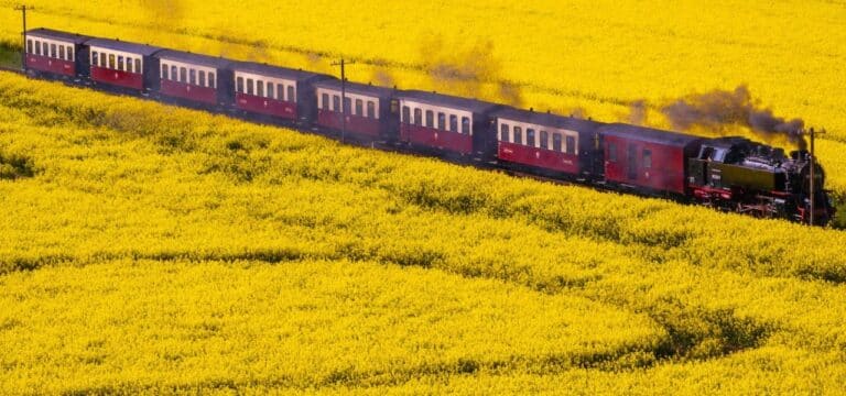 Sternberg feiert Landesrapsblütenfest – 190.000 Hektar in MV