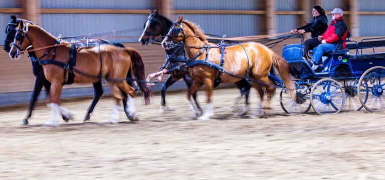 Stutenparaden in Ganschow – Aufgalopp im Juli