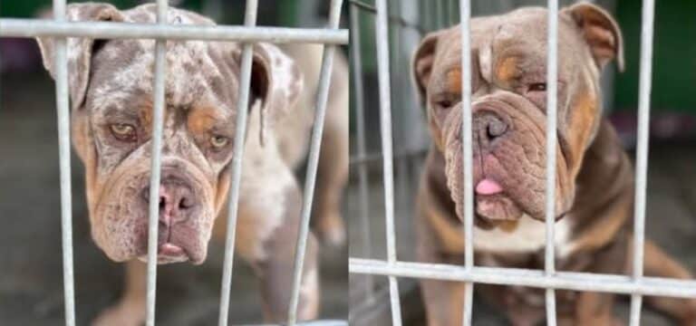Illegale Hundezucht und Einbruch im Tierheim: Hinweise aus der Bevölkerung erbeten