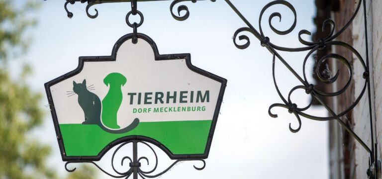 Zwei von sechs gestohlenen Hunden noch verschwunden