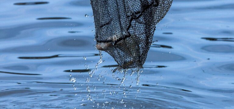 Angler-Boom in MV – Aalfang weiter im Fokus