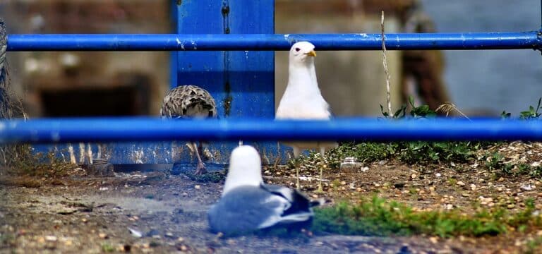 „Keine Kanonenschüsse während der Brutzeit“: Bürgerschaft lehnt Antrag ab