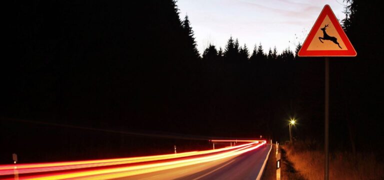 Über 20 Wildunfälle in nur sieben Stunden