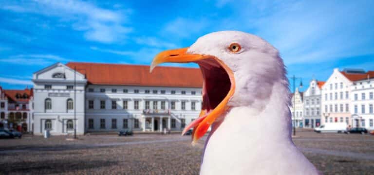 Schutz der Möwen während der Brutzeit: Ein Thema für die Wismarer Bürgerschaft