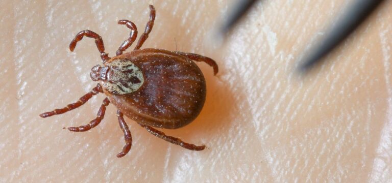 Mehr als 100 Borreliose-Infektionen in MV gemeldet