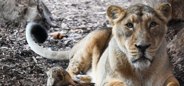 Erneut Löwen-Nachwuchs im Schweriner Zoo