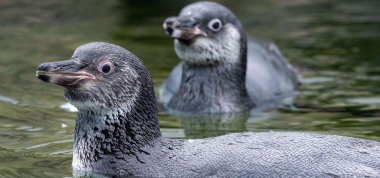 Pinguin-Nachwuchs – Rudi und Blümchen erobern Ozeaneum-Dach