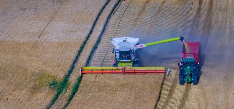 Gerstenernte trotz Trockenheit besser als erwartet