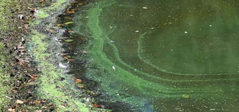 Amt warnt vor Blaualgen im Schweriner See