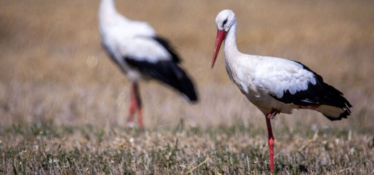 Störche fliegen gen Süden – Schützer im Wohnmobil hinterher