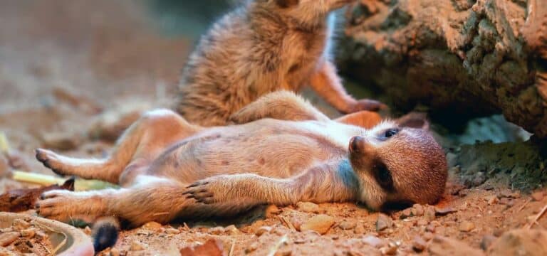 Viele Angebote zum Landeszootag – Eintritt für Kinder frei