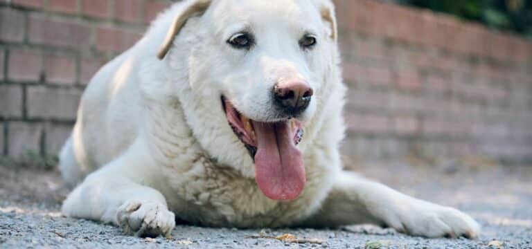 Die Hitze kommt: Tipps für den Umgang mit Haustieren bei hohen Temperaturen